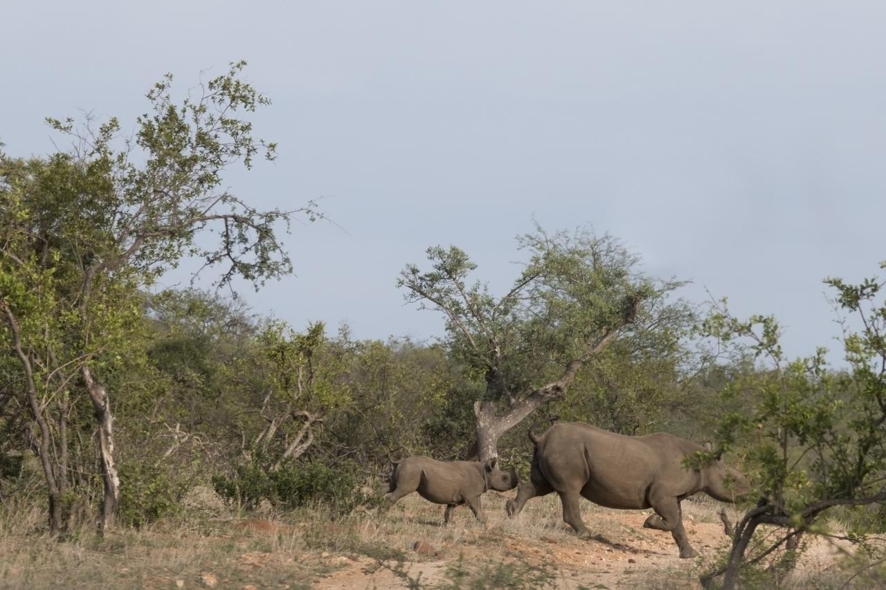 Ku Sungula Safari Lodge Balule Game Reserve Exterior photo