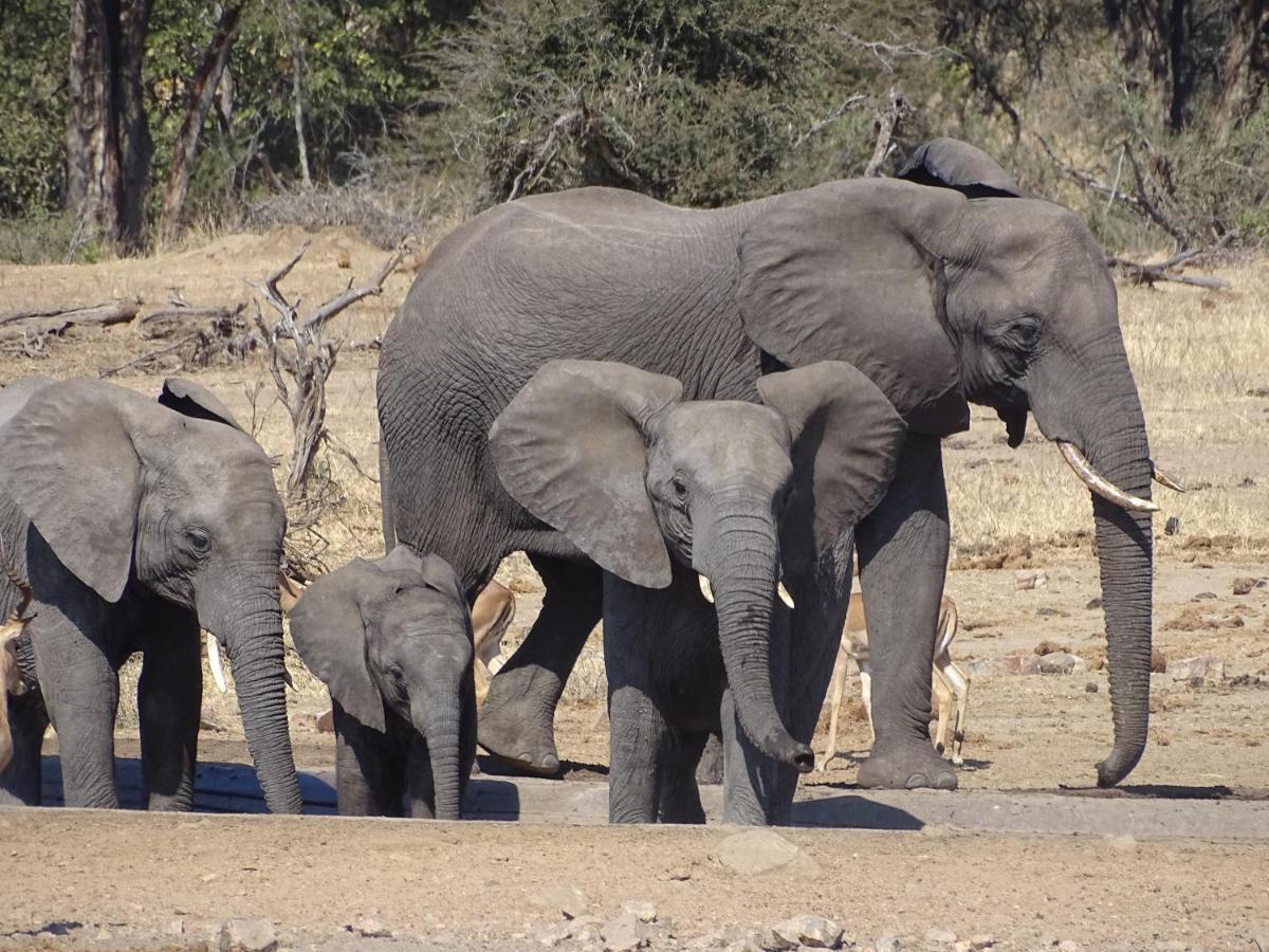 Ku Sungula Safari Lodge Balule Game Reserve Exterior photo